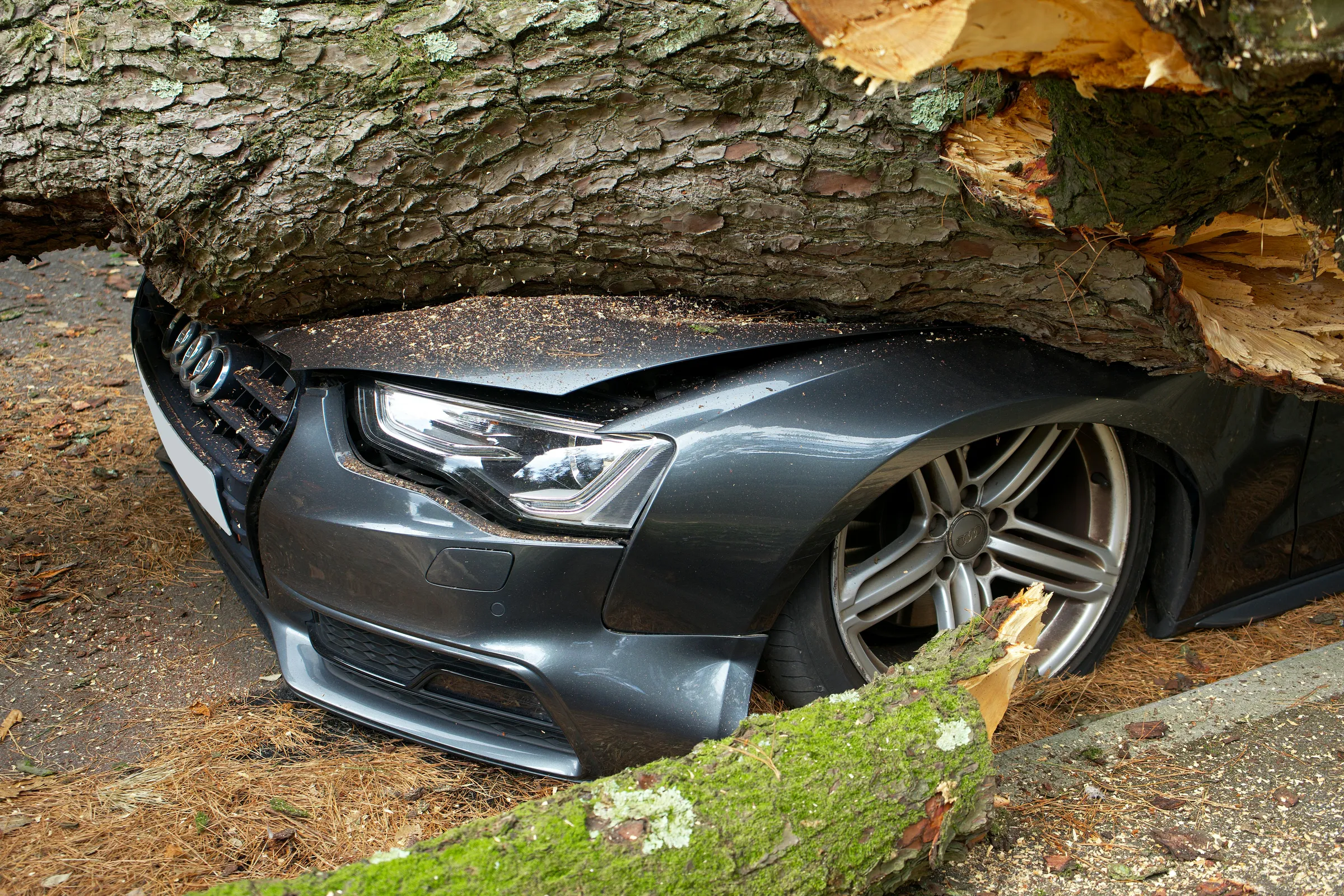 Voiture Audi écrasée par un arbre tombé après une tempête